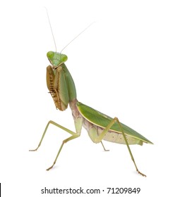 Female Praying Mantis, Rhombodera Basalis, in front of white background