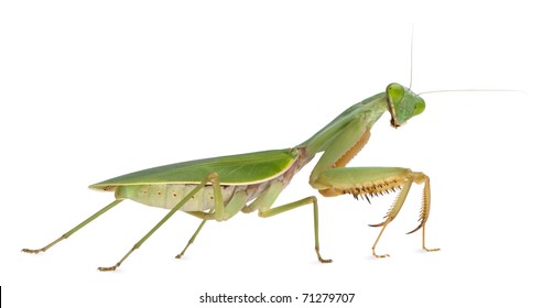 14,845 Praying mantis white background Stock Photos, Images ...