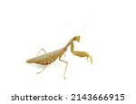 Female pregnant european Mantis or Praying Mantis, Mantis religiosa isolated on a white background