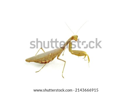 Female pregnant european Mantis or Praying Mantis, Mantis religiosa isolated on a white background