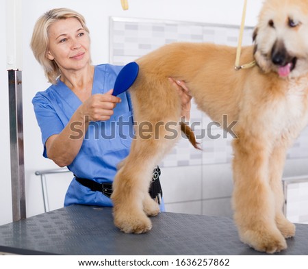 female professional combing puppy in hairdresser