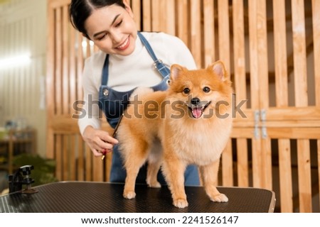 A Female professional groomer trimming haircut dog at pet spa grooming salon