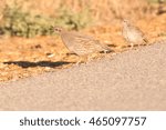 Female Quails on side of Road