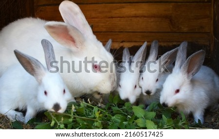 Female rabbit of the Californian breed and its brood