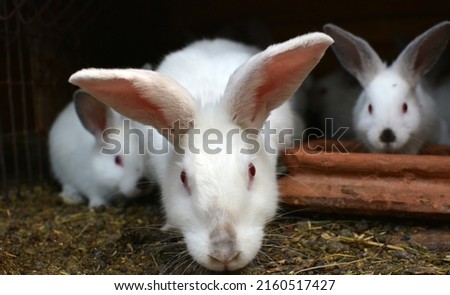 Female rabbit of the Californian breed and its brood