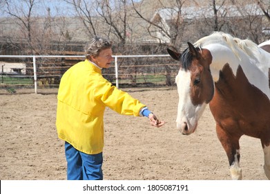 Female Rancher Feeding Her Horse And Stable Outdoors.