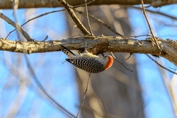 A Female Red Bellied Woodpecker Clings To The Bottom Of A Branch At Parkville Nature Sanctuary, In Parkville, Missouri.
