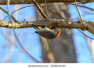 A female red bellied woodpecker clings to the bottom of a branch at Parkville Nature Sanctuary, in Parkville, Missouri.