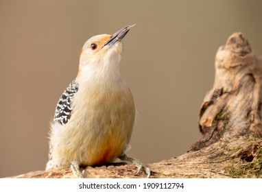 Female Red Bellied Woodpecker On A Log With Tongue Out.