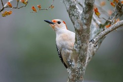 Female Red Bellied Woodpecker Perched In Crepe Myrtle Tree In Early Spring