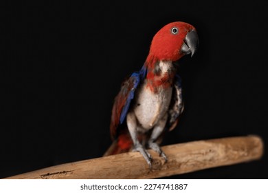 female red and blue captive eclectus parrot ( Eclectus roratus) sitting on a branch, the bird is missing many feathers due to severe feather plucking behaviour