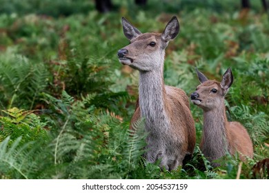 Female red deer and its baby fawn staying alert in Bushy Park, Teddington, UK - Shutterstock ID 2054537159