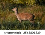 Female Red Deer Cervus elaphus side portrait in long green grass with brown foliage an trees behind in early morning sunlight at Leighton Moss nature reserve no people caption room