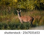 Female Red Deer Cervus elaphus side portrait looking to camara in long green grass with brown foliage an trees behind in early morning sunlight at Leighton Moss nature reserve no people caption room