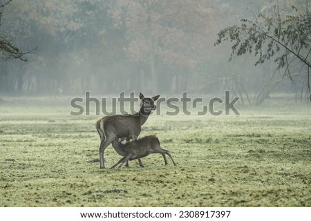 Female red deer nursing her pup in the beautiful foggy forest in autumn season - Autochthonous protected species, dune deer or italian deer - Mesola Nature Reserve Park, Ferrara, Italy
