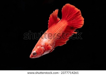 Female Red Halfmoon Siamese Fighting Fish, Betta Splendens, Plakad, Rhythmic of Betta fish isolated on black background. Close up, macro photography.