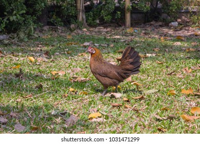 Female Red Jungle Fowl Living Village Stock Photo (Edit Now) 1031471299