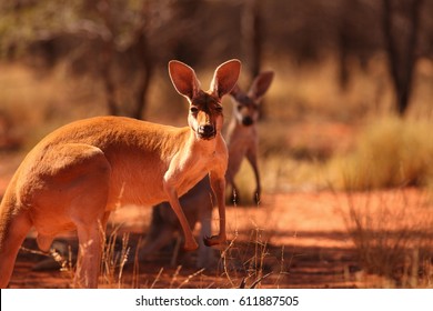 A Female Red Kangaroo With Her Joey On The Red Sand Of Outback Central Australia.