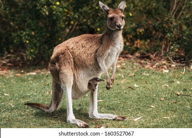 Female red kangaroo standing on grass with kangaroo baby joey in pouch, Perth, Western Australia. Symbol of Australia