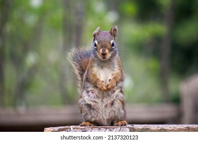 A Female Red Squirrel Sits In A Way That Seems As Though She's Ready To Listen To All Your Problems.