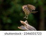 Female Red Winged Blackbird dropping to her perch