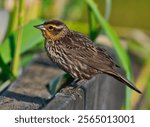 a female red winged blackbird perching on a railing