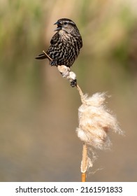 Female Red Winged Blackbird Rests In A Marshy Cattail Pond In Fish Creek Park Calgary Canada