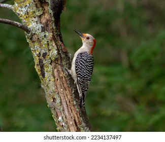 A female Red-bellied Woodpecker searches for insects in decayed wood.