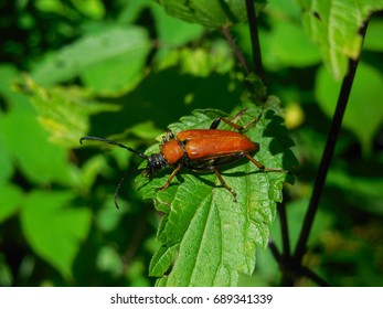 female red-brown longhorn beetle Stictoleptura rubra) sitting on the plant. Macro photo. Side view - Shutterstock ID 689341339