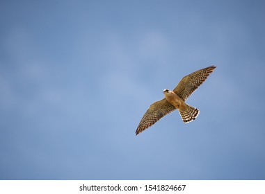 female red-footed falcon flying in the blue sky in Illmitz - Burgenland Austria