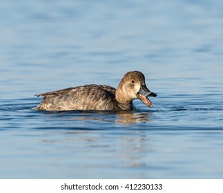 Female Redhead Duck Swimming Quacking Stock Photo 412230133 | Shutterstock