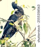 Female red-tailed black cockatoo (calyptorhynchus bansksii naso)