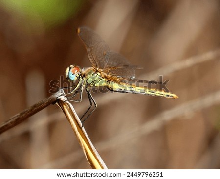 Female Red-veined Darter dragonfly - Sympetrum fonscolombii perching on a twig in its natural environment. Macro photo, selective shallow focus for effect. Space for text.