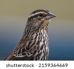 A Female Red-winged Blackbird Portrait