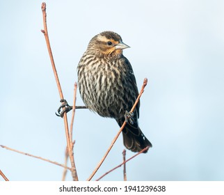 Female red-winged blackbird stretching its legs to perch on two different branches - Shutterstock ID 1941239638