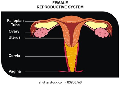 Female Reproductive System Including Fallopian Tube Stock Photo ...