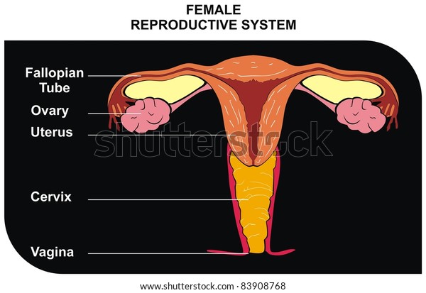 Female Reproductive System Including Fallopian Tube Stock Photo (Edit ...