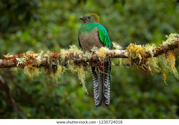 female quetzal bird