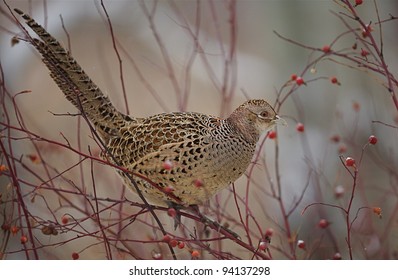 Female Ringneck Pheasant Searches for Berries