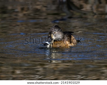 Female Ring-necked Duck Swimming and Eating Fish in Early Spring