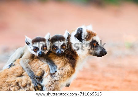 Female ringtailed lemur, Lemur catta, carrying twin babies iin Berenty reserve Madagascar