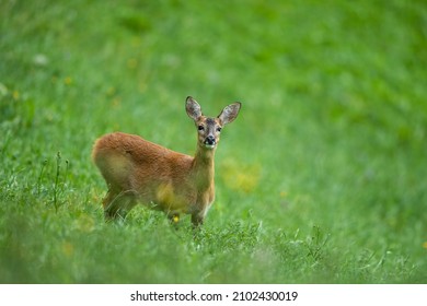 A Female Roe Dear In A Green Meadow In The Austrian Alps