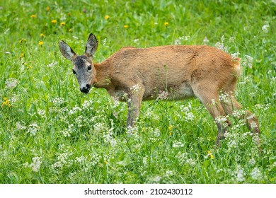 A Female Roe Dear In A Green Meadow In The Austrian Alps