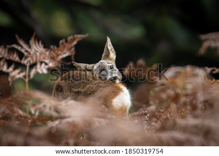 Similar – Image, Stock Photo Cheer up! Animal