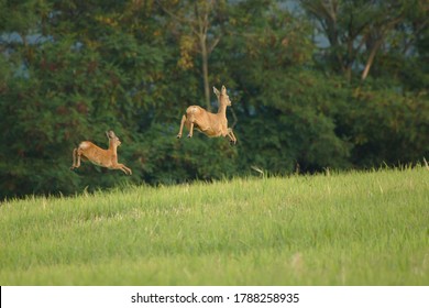 Female Roe Deer And Young Roe Deer Running Away From Camera. Roe Deer Jumping High Above Ground. Action Shot Of Animals In Air. Capreolus Capreolus.