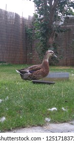 Female Rouen Duck