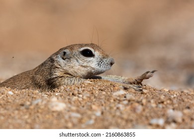 Female Round Tailed Ground Squirrel, Xerospermophilus Tereticaudus, Stretching In The Morning After A Night Spent Sleeping In Her Underground Burrow. Sonoran Desert Wildlife, Tucson, Arizona, USA.