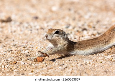 Female Round Tailed Ground Squirrel, Xerospermophilus Tereticaudus, Stretching In The Morning After A Night Spent Sleeping In Her Underground Burrow. Sonoran Desert Wildlife, Tucson, Arizona, USA.