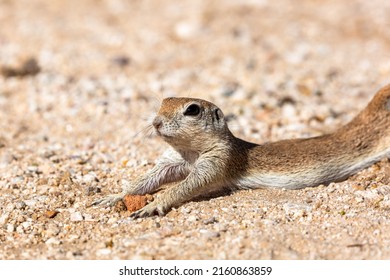 Female Round Tailed Ground Squirrel, Xerospermophilus Tereticaudus, Stretching In The Morning After A Night Spent Sleeping In Her Underground Burrow. Sonoran Desert Wildlife, Tucson, Arizona, USA.