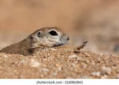 Female Round Tailed Ground Squirrel, Xerospermophilus Tereticaudus, Stretching In The Morning After A Night Spent Sleeping In Her Underground Burrow. Sonoran Desert Wildlife, Tucson, Arizona, USA.